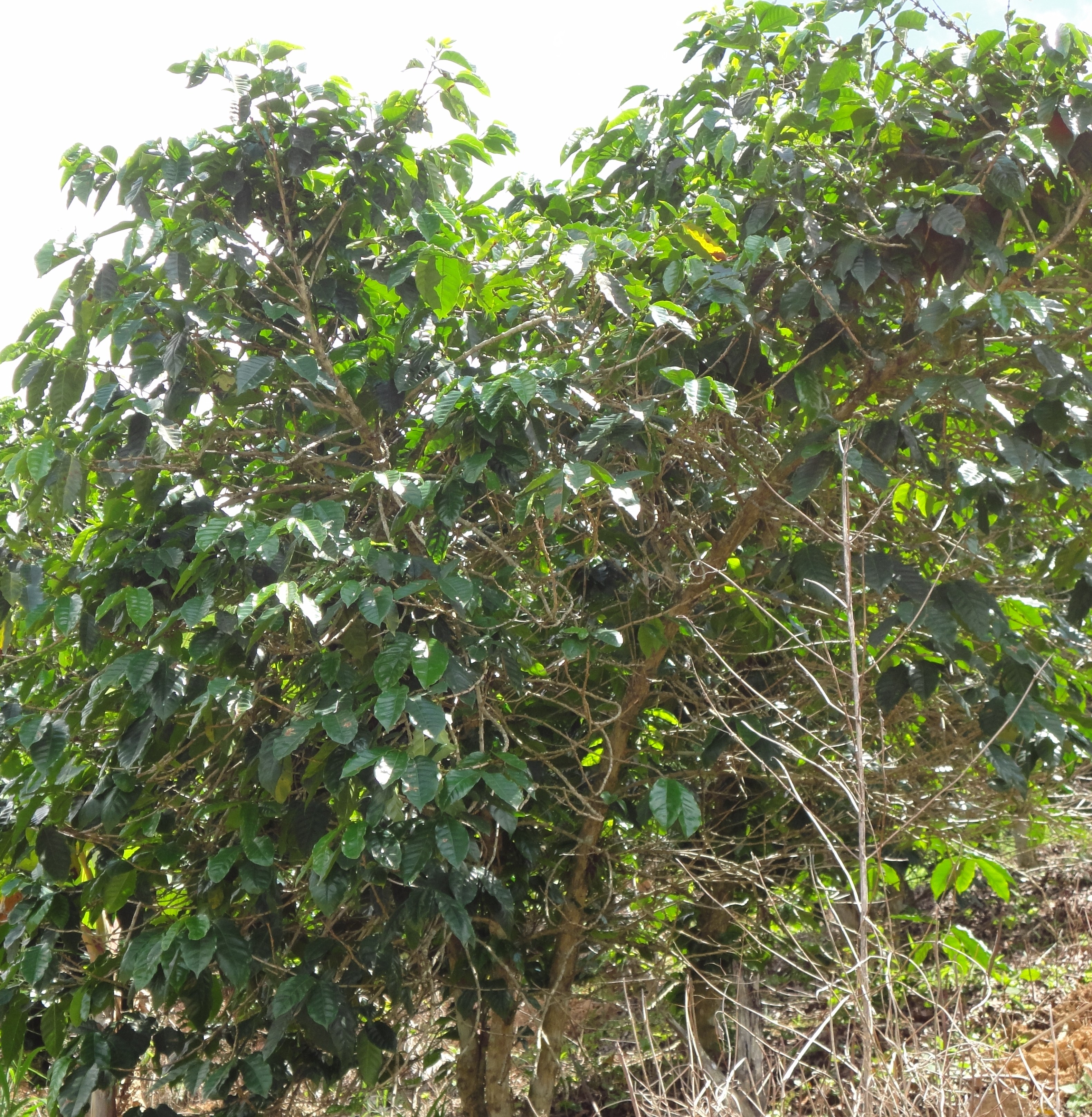 foto41