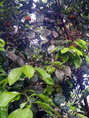 foto50